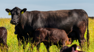Sistema de cria em pecuária de corte