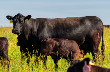 Sistema de cria em pecuária de corte