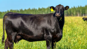 Como montar calendário reprodutivo ideal para minha fazenda?