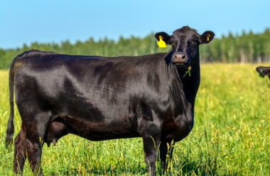 Critérios para o descarte de matrizes em minha fazenda