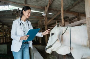 Principais doenças na bovinocultura de corte (e como evitá-las)