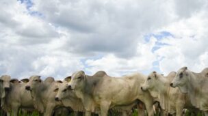 Software de gestão é fundamental para controle financeiro na fazenda de gado de corte 