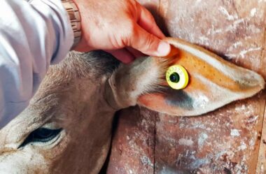 Rastreabilidade Bovina (PNIB): As 10 Dúvidas Mais Comuns entre Pecuaristas