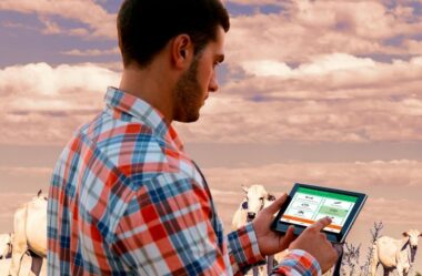 Quais dados levantar sobre os animais na fazenda de pecuária de corte?