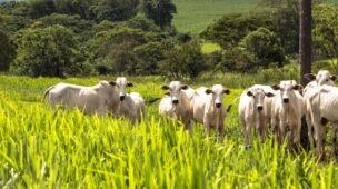 Pastejo rotacionado ajuda a aproveitar as áreas de pastagem na fazenda