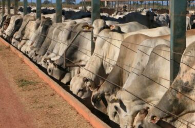 A época da seca está chegando, como devo me preparar?