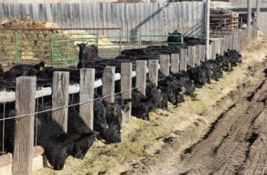 A suplementação de seca compensa?