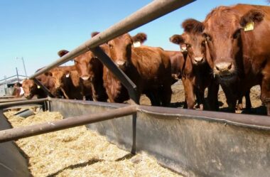 Soluções para seca e suplementação