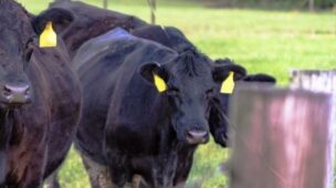 Como aproveitar melhor as áreas de pastagem de minha fazenda?