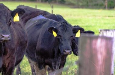 Como aproveitar melhor as áreas de pastagem de minha fazenda?