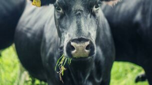 Como garantir um rebanho mais produtivo inclusive na época de seca