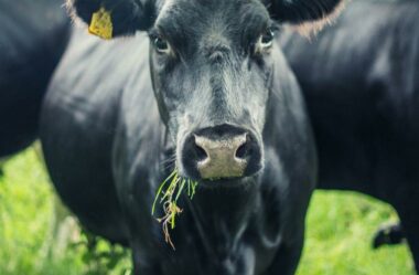 Como garantir um rebanho mais produtivo inclusive na época de seca