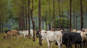 Gado em pasto sustentável