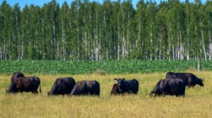 Tecnologias para a sustentabilidade e lucratividade na pecuária de corte