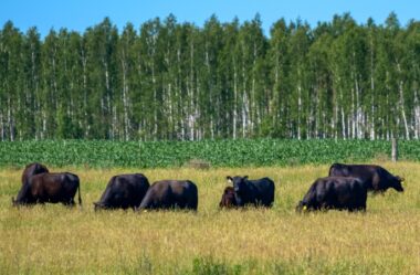 Crédito de Carbono: Oportunidade para a Pecuária Sustentável