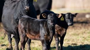 A importância da estação de monta para a fazenda