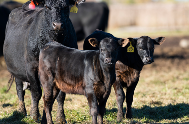 Por que eu devo adotar uma estação de monta em minha fazenda?