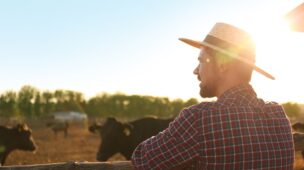 Investir em bezerro ou boi magro: qual a melhor estratégia de negócio?