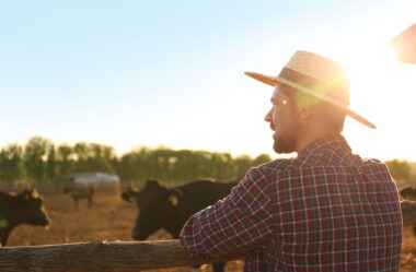 Investir em bezerro ou boi magro: qual a melhor estratégia de negócio?