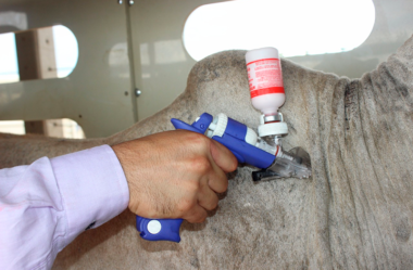 3 formas de aproveitar ao máximo o manejo do seu rebanho para a vacinação de Novembro