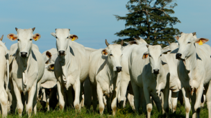 Formas de investir o capital obtido no crédito rural