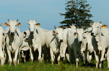 O que você precisa saber sobre financiamento rural