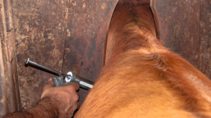 o que saber sobre a febre aftosa