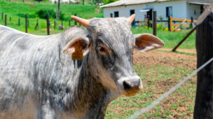 O que você precisa saber sobre a vacinação contra a aftosa?