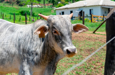 Dicas para evitar falhas durante a vacinação contra febre aftosa