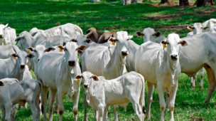 Como realizar o planejamento da vacinação?