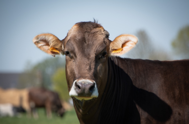 Vacina Aftosa: Qual idade aplicar, até quando vai e valor da multa por não vacinar?