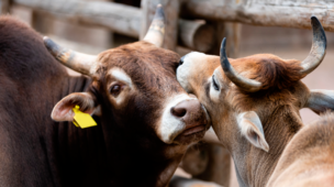 a importância das vacinas em bovinos