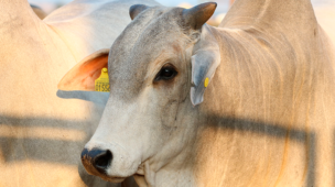 Como calcular o valor da arroba produzida na sua fazenda?