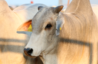 Entendendo o LCDPR e a Importância do Controle de Custos na Pecuária de Corte