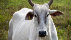 O Risco de Restrições Na Fase de Cria