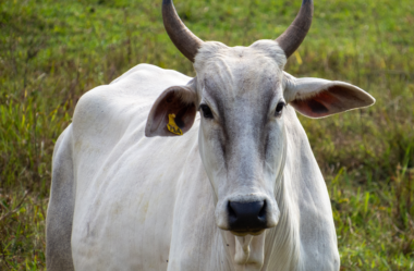 Ganho Compensatório: Analisando o desempenho individual de cada animal