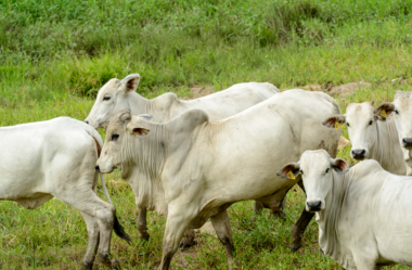 Tempo é dinheiro: Economizando horas de trabalho na pecuária de corte