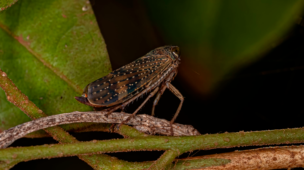 Como prevenir cigarrinhas-das-pastagens na pecuária de corte