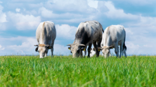 Planejamento de pastagem e reforma de pasto
