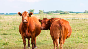 Diagnóstico de Gestação e a eficiência reprodutiva do rebanho