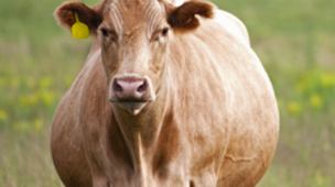 Estratégias para aumentar a taxa de prenhez na pecuária de corte