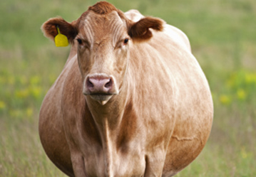 Estratégias para aumentar a taxa de prenhez na pecuária de corte