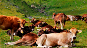 Descarte das Matrizes aumenta a produtividade na pecuária de corte