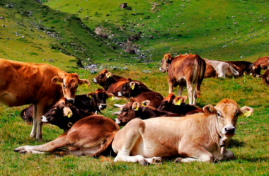 Critérios para o descarte das matrizes na pecuária de corte