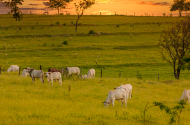 Crédito Rural: Conheça as novas modalidades disponíveis