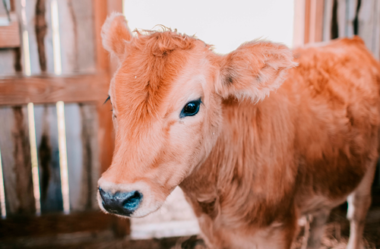 Como preparar o bezerro para uma venda mais lucrativa?