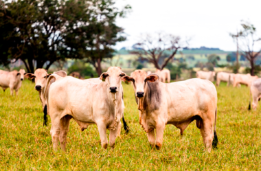 Qual o Ganho de Peso Médio Diário ideal para gado de corte?