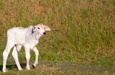 Dicas para impulsionar o desmame precoce e bezerros mais produtivos
