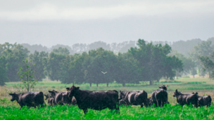 Vantagens da ILPF na pecuária de corte