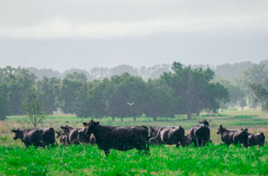 Vantagens da ILPF na pecuária de corte